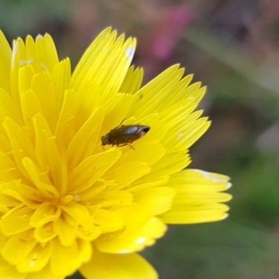 Dasytinae (subfamily) (Soft-winged flower beetle) at Gungahlin, ACT - 16 Jan 2024 by HappyWanderer