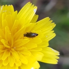 Dasytinae (subfamily) at Mulanggari NR (MUL_11) - 16 Jan 2024