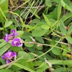 Glycine tabacina (Variable Glycine) at Hawker, ACT - 16 Jan 2024 by sangio7