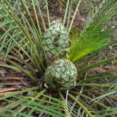 Macrozamia communis (Burrawang) at West Nowra, NSW - 16 Jan 2024 by RobG1