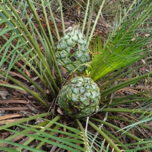 Macrozamia communis at West Nowra, NSW - 16 Jan 2024