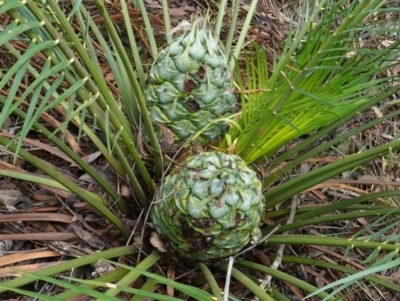 Macrozamia communis (Burrawang) at West Nowra, NSW - 16 Jan 2024 by RobG1