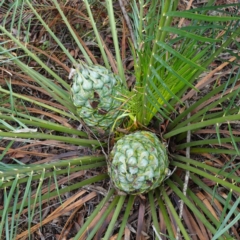 Macrozamia communis at West Nowra, NSW - 16 Jan 2024