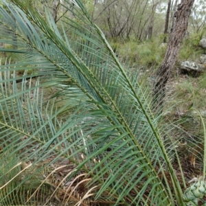 Macrozamia communis at West Nowra, NSW - 16 Jan 2024