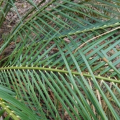 Macrozamia communis at West Nowra, NSW - 16 Jan 2024