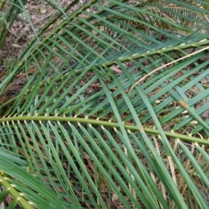 Macrozamia communis at West Nowra, NSW - 16 Jan 2024