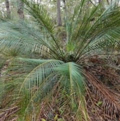 Macrozamia communis at West Nowra, NSW - 16 Jan 2024