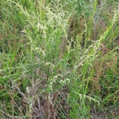 Cassinia sifton (Sifton Bush, Chinese Shrub) at Mulanggari NR (MUL_11) - 16 Jan 2024 by HappyWanderer