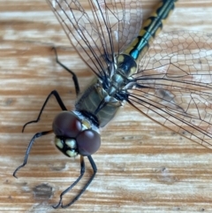 Hemicordulia tau (Tau Emerald) at Jerrabomberra, NSW - 17 Jan 2024 by Mavis