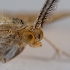 Scopula rubraria (Reddish Wave, Plantain Moth) at QPRC LGA - 17 Jan 2024 by MarkT