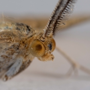 Scopula rubraria at QPRC LGA - suppressed