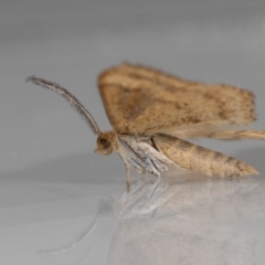 Scopula rubraria at QPRC LGA - 17 Jan 2024