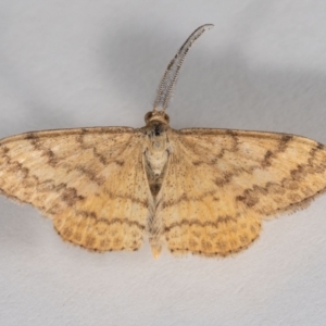 Scopula rubraria at QPRC LGA - 17 Jan 2024