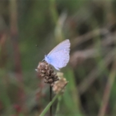 Zizina otis (Common Grass-Blue) at Mulanggari Grasslands - 16 Jan 2024 by HappyWanderer