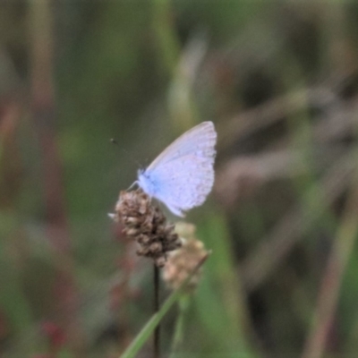 Zizina otis (Common Grass-Blue) at Mulanggari NR (MUL_11) - 16 Jan 2024 by HappyWanderer