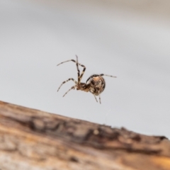 Cryptachaea veruculata (Diamondback comb-footed spider) at Jerrabomberra, NSW - 16 Jan 2024 by MarkT