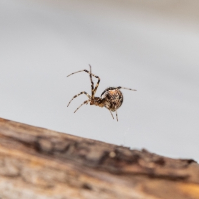 Cryptachaea veruculata (Diamondback comb-footed spider) at QPRC LGA - 16 Jan 2024 by MarkT