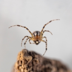 Cryptachaea veruculata at QPRC LGA - suppressed