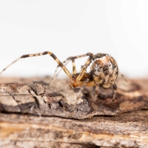 Cryptachaea veruculata at QPRC LGA - 16 Jan 2024