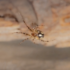 Cryptachaea veruculata at QPRC LGA - 16 Jan 2024