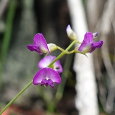 Glycine clandestina (Twining Glycine) at West Nowra, NSW - 16 Jan 2024 by RobG1