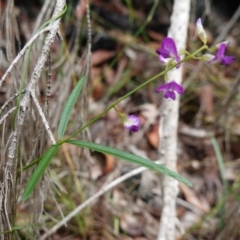 Glycine clandestina at West Nowra, NSW - 16 Jan 2024 02:27 PM