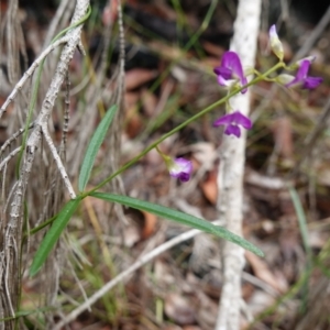 Glycine clandestina at West Nowra, NSW - 16 Jan 2024 02:27 PM