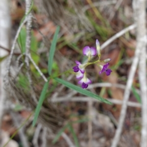 Glycine clandestina at West Nowra, NSW - 16 Jan 2024 02:27 PM