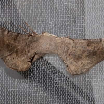 Circopetes obtusata (Grey Twisted Moth) at Higgins, ACT - 16 Jan 2024 by AlisonMilton