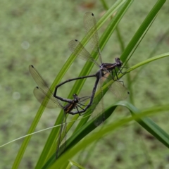 Austroargiolestes icteromelas icteromelas (Common Flatwing) at West Nowra, NSW - 16 Jan 2024 by RobG1