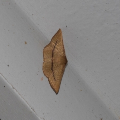 Aglaopus pyrrhata (Leaf Moth) at Higgins, ACT - 16 Jan 2024 by AlisonMilton