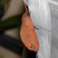 Elhamma australasiae (A Swift or Ghost moth (Hepialidae)) at Higgins, ACT - 17 Jan 2024 by AlisonMilton