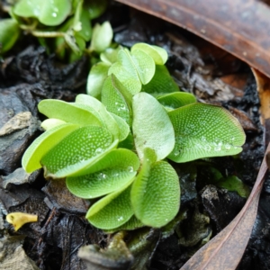 Salvinia molesta at West Nowra, NSW - 16 Jan 2024