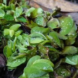 Salvinia molesta at West Nowra, NSW - 16 Jan 2024