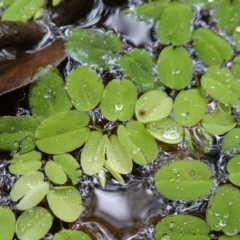 Salvinia molesta at West Nowra, NSW - 16 Jan 2024