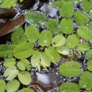 Salvinia molesta at West Nowra, NSW - 16 Jan 2024