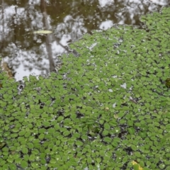 Salvinia molesta at West Nowra, NSW - 16 Jan 2024