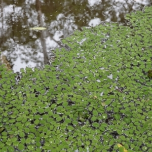 Salvinia molesta at West Nowra, NSW - 16 Jan 2024