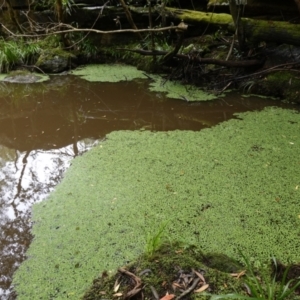 Salvinia molesta at West Nowra, NSW - 16 Jan 2024