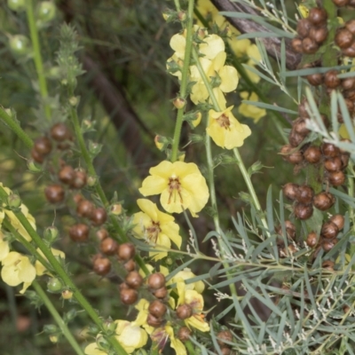 Verbascum virgatum (Green Mullein) at Russell, ACT - 17 Jan 2024 by AlisonMilton