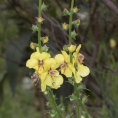 Verbascum virgatum at Russell, ACT - 17 Jan 2024