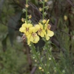 Verbascum virgatum at Russell, ACT - 17 Jan 2024