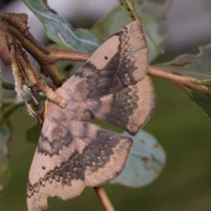 Anthela acuta at Russell, ACT - 17 Jan 2024