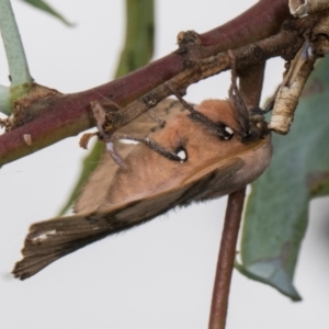 Anthela acuta at Russell, ACT - 17 Jan 2024