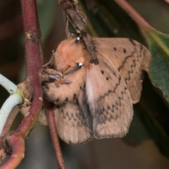 Anthela acuta at Russell, ACT - 17 Jan 2024