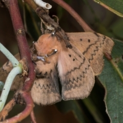 Anthela acuta at Russell, ACT - 17 Jan 2024