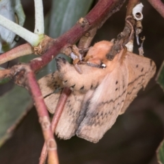 Anthela acuta at Russell, ACT - 17 Jan 2024