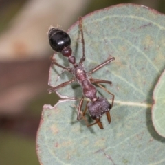 Myrmecia simillima (A Bull Ant) at Russell, ACT - 16 Jan 2024 by AlisonMilton