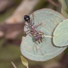 Myrmecia simillima at Russell, ACT - 17 Jan 2024 08:46 AM