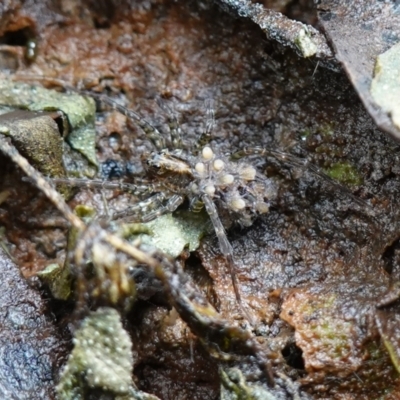 Unidentified Wolf spider (Lycosidae) at West Nowra, NSW - 16 Jan 2024 by RobG1
